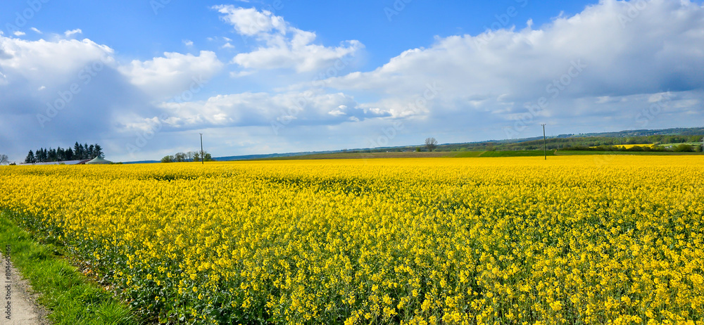 Obraz premium A rapeseed field on a sunny day