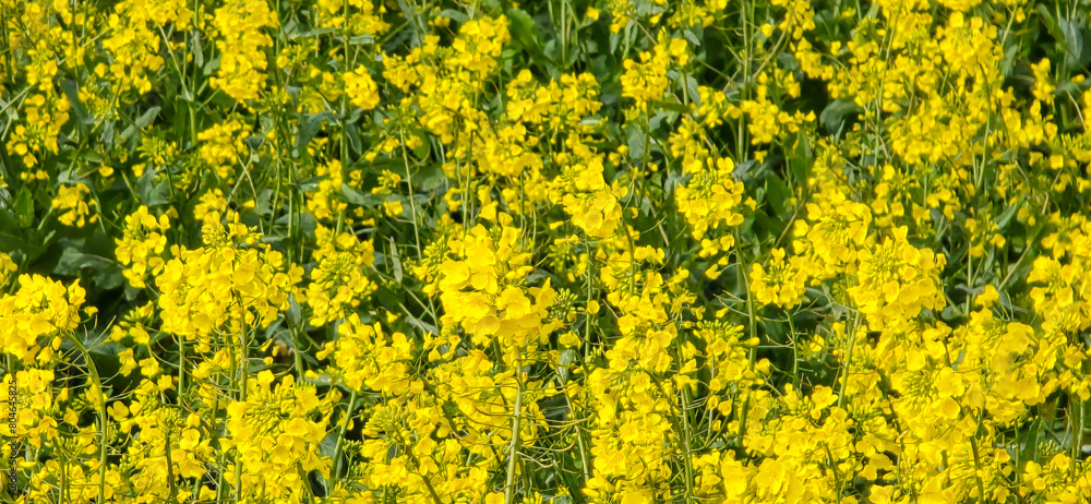 A rapeseed field on a sunny day A rapeseed field on a sunny day