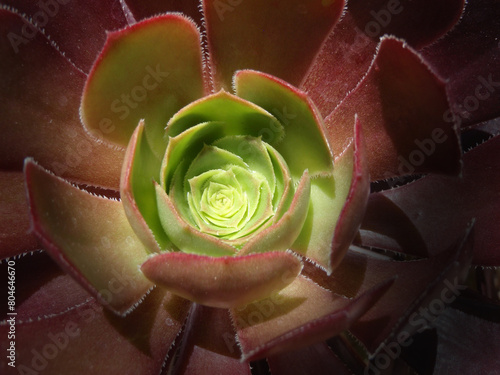 Aeonium mardi gras photo