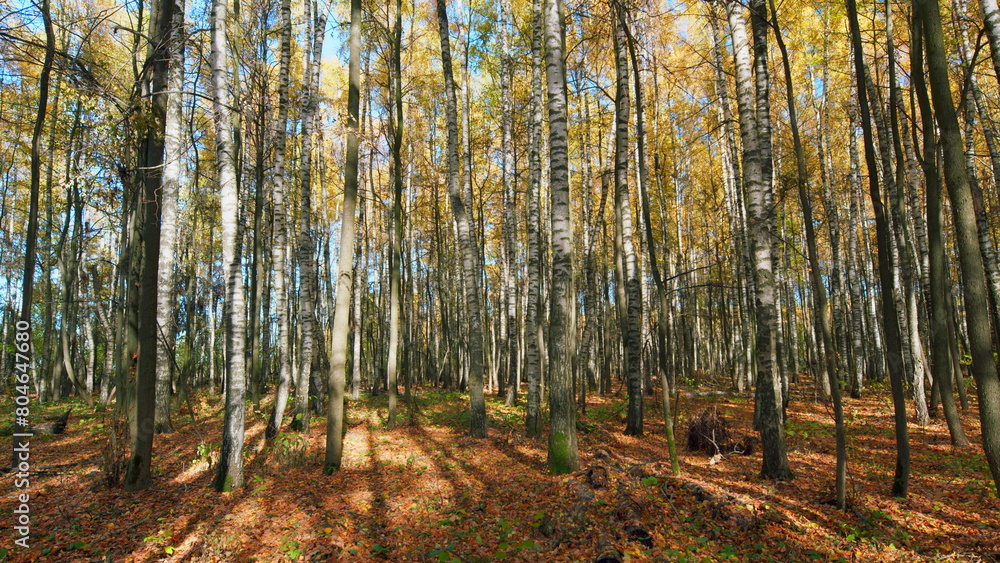 Obraz premium Orange autumn leaves background. Orange and yellow leaves. Pan.