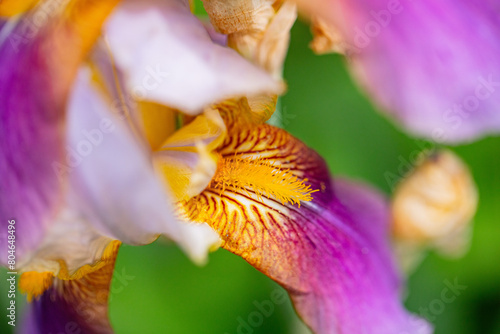 Beautiful purple flower close up, details.