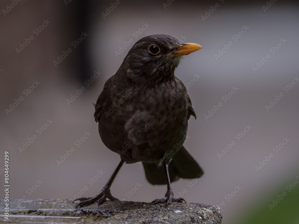 Fototapeta premium blackbird on a fence