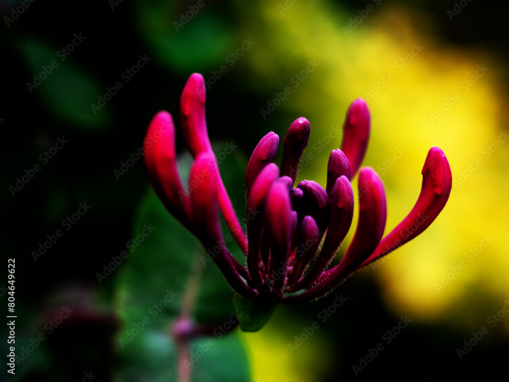 Honeysuckle Honeysuckle