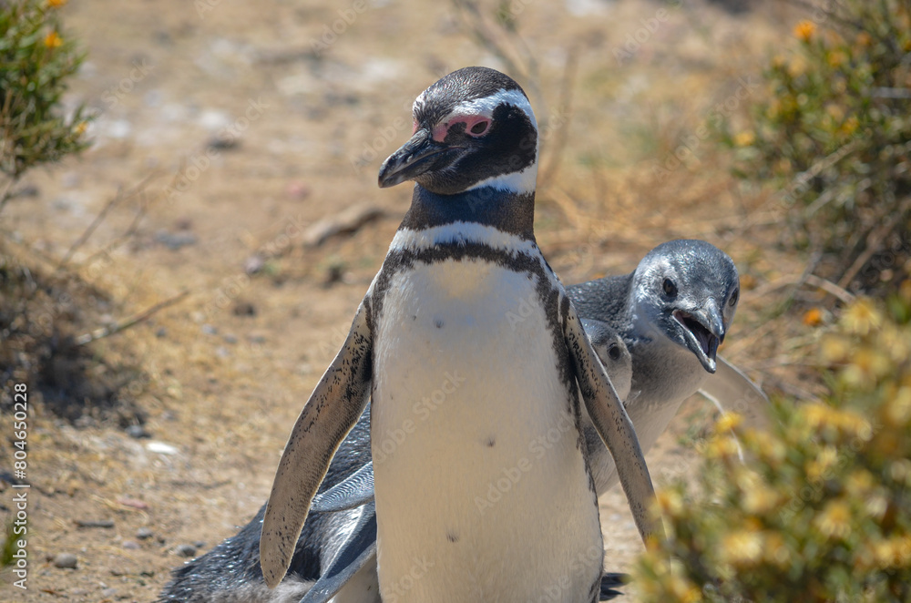 Naklejka premium Penguins at Punta Tombo