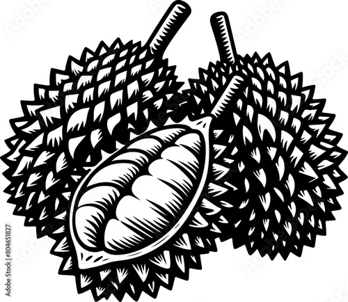 Durian fruit black outline illustration. Coloring book.