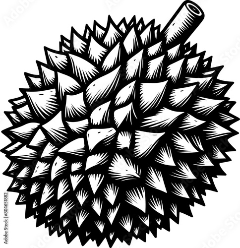 Durian fruit black outline illustration. Coloring book.