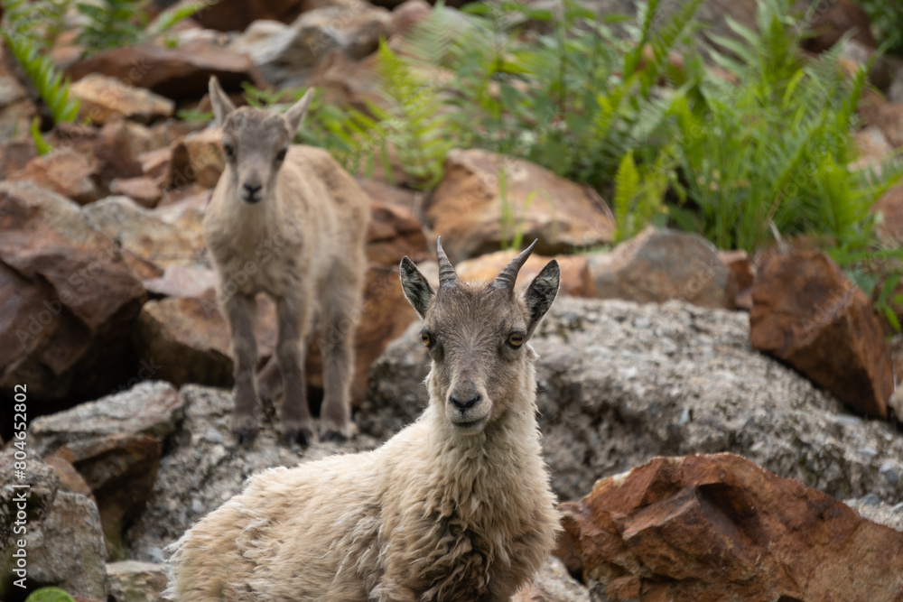 Ibex among the rocks. Maritime Alps Natural Park, ibexes graze the grass around a mountain lake near Entracque, Piedmont, Cuneo, Italy. Ibex among the rocks. Maritime Alps Natural Park, ibexes graze the grass around a mountain lake near Entracque, Piedmont, Cuneo, Italy.