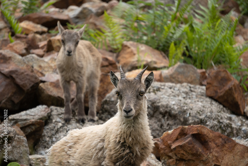 Ibex among the rocks. Maritime Alps Natural Park, ibexes graze the grass around a mountain lake near Entracque, Piedmont, Cuneo, Italy.