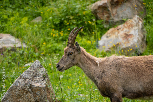 Ibex among the rocks. Maritime Alps Natural Park  ibexes graze the grass around a mountain lake near Entracque  Piedmont  Cuneo  Italy.