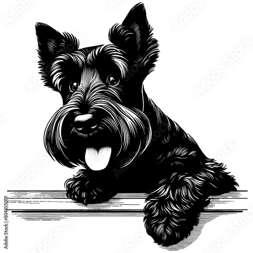 Cute Scottish Terrier dog peeking, hand drawn sketch. Vector isolated on white background	