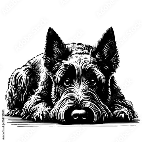 Cute Scottish Terrier dog in full-body, hand drawn sketch. Vector isolated on white background	