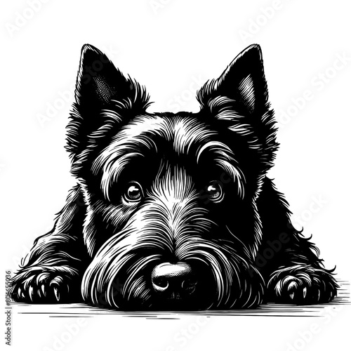 Cute peeking Scottish Terrier dog, hand drawn sketch. Vector isolated on white background	