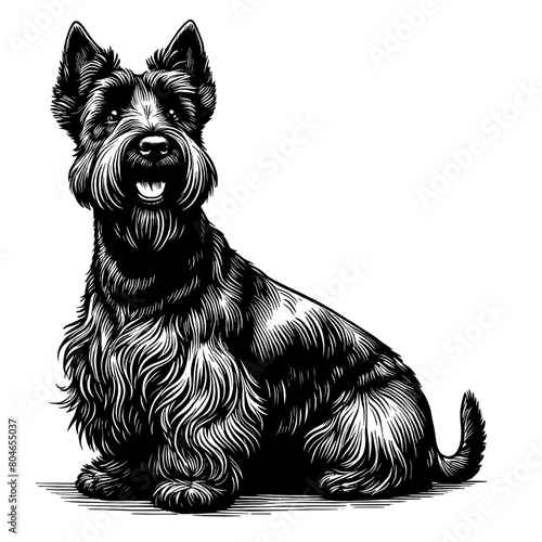 Cute Scottish Terrier dog in full-body, hand drawn sketch. Vector isolated on white background	