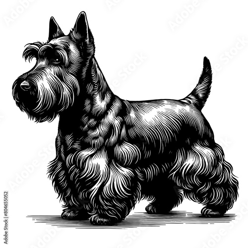 Cute Scottish Terrier dog in full-body, hand drawn sketch. Vector isolated on white background	