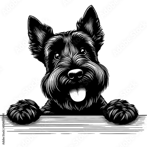 Cute Scottish Terrier dog peeking, hand drawn sketch. Vector isolated on white background		