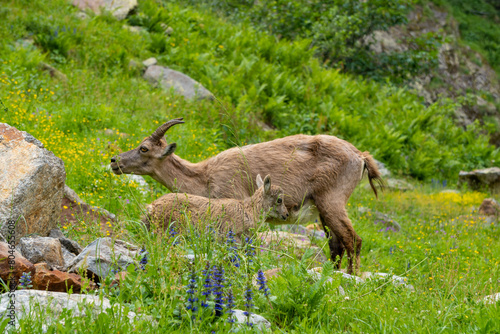 Baby ibex among the rocks. Maritime Alps Natural Park, ibexes graze the grass around a mountain lake near Entracque, Piedmont, Cuneo, Italy. photo