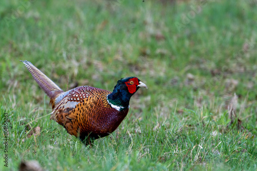 Wallpaper Mural ptactwo, bażant Torontodigital.ca