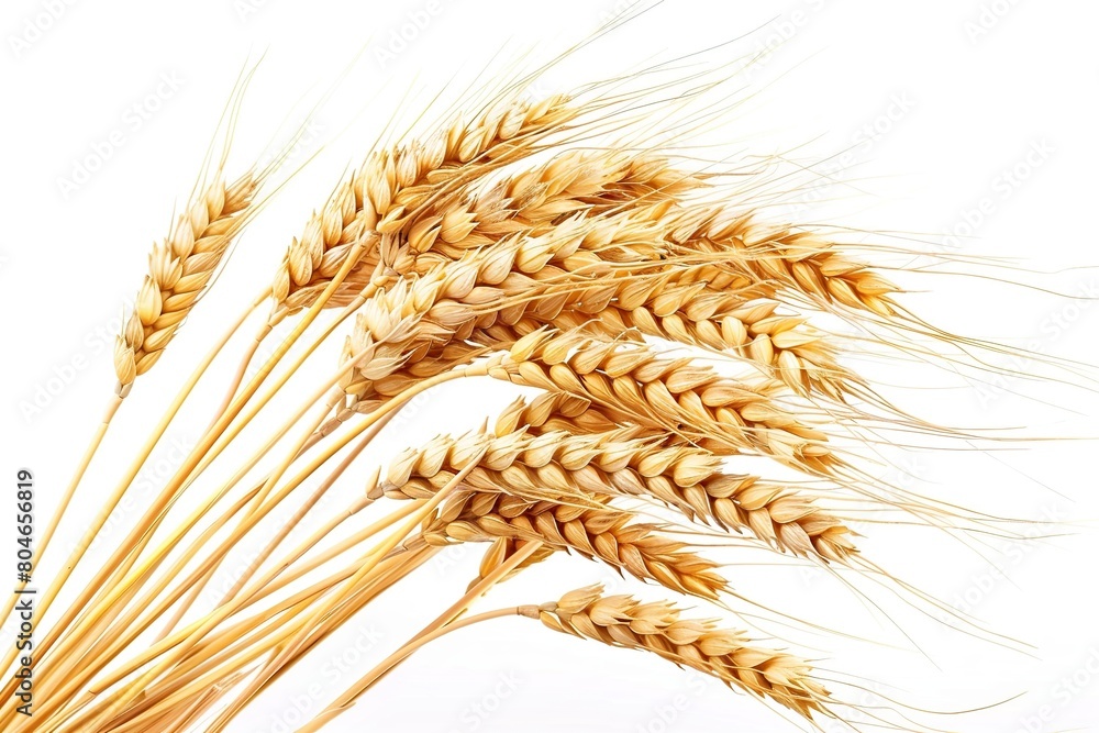 Wheat ears isolated on white background Wheat ears isolated on white background