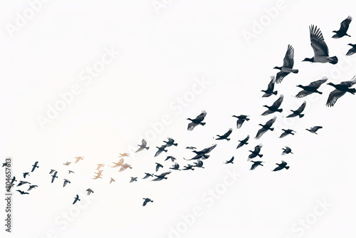 A flock of migrating birds soaring across a vast expanse of clear blue sky, isolated on solid white background.