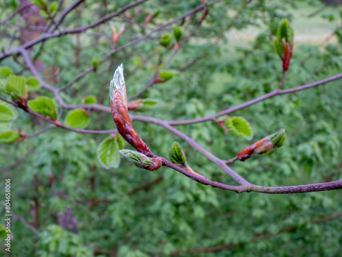 branch of a tree with leaf buds
