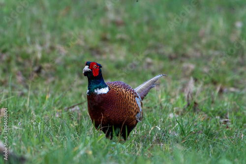 Wallpaper Mural ptactwo, bażant Torontodigital.ca