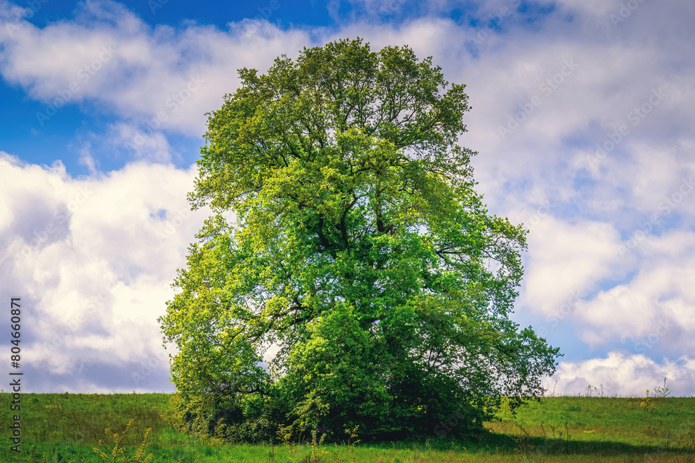 Obraz premium Arbres dans la campagne de France
