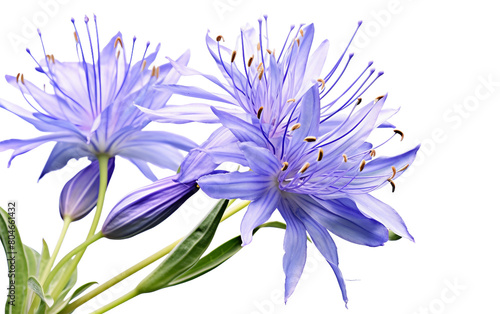 Wild Rampion Isolated On Transparent Background PNG. photo