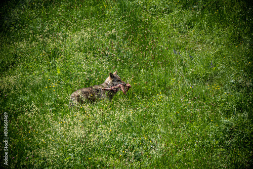 Italian wolf in the Maritime Alps Park. Wildlife center Uomini e lupi of Entracque, Maritime Alps Park, Piedmont, Cuneo, Italy  © jimmy_79