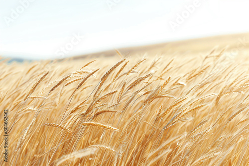 A golden field of wheat swaying gently in the breeze under a clear blue sky  isolated on solid white background.