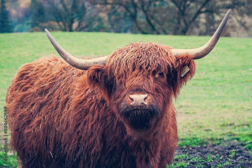 Vache rustique des Highlands en Ecosse