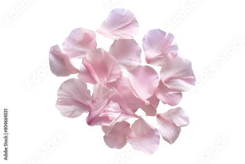 Elegant pink flower petals isolated on transparent background.