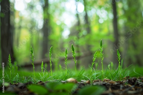Detailed view of blooming young grass in a forest clearing  with trees in the background