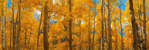 Golden Aspen of Rocky Mountains in Colorado with Majestic Telluride Skyline Creating a Perfect photo