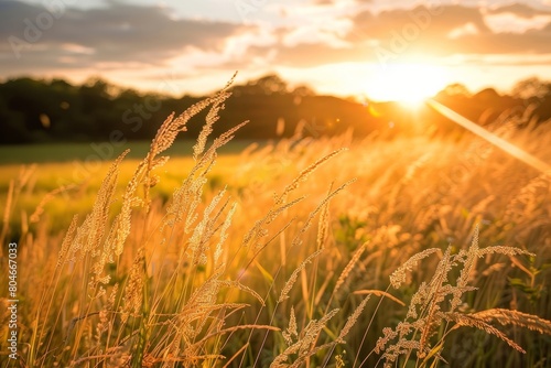 A wide-angle shot capturing the sun setting in the background of a field of tall grass, bathed in warm summer light