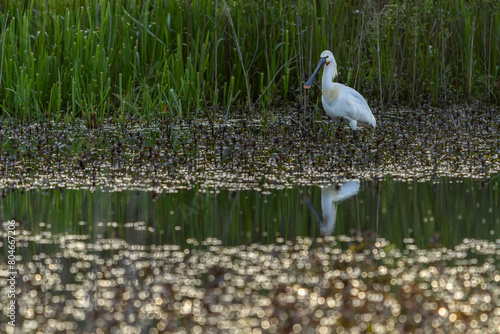 Beautiful Eurasian Spoonbill or common spoonbill (Platalea leucorodia) walking in shallow water hunting for food. Gelderland in the Netherlands. 