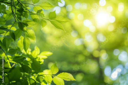 A detailed view of the vibrant green foliage on a tree in a forest or park, with sunlight filtering through the leaves