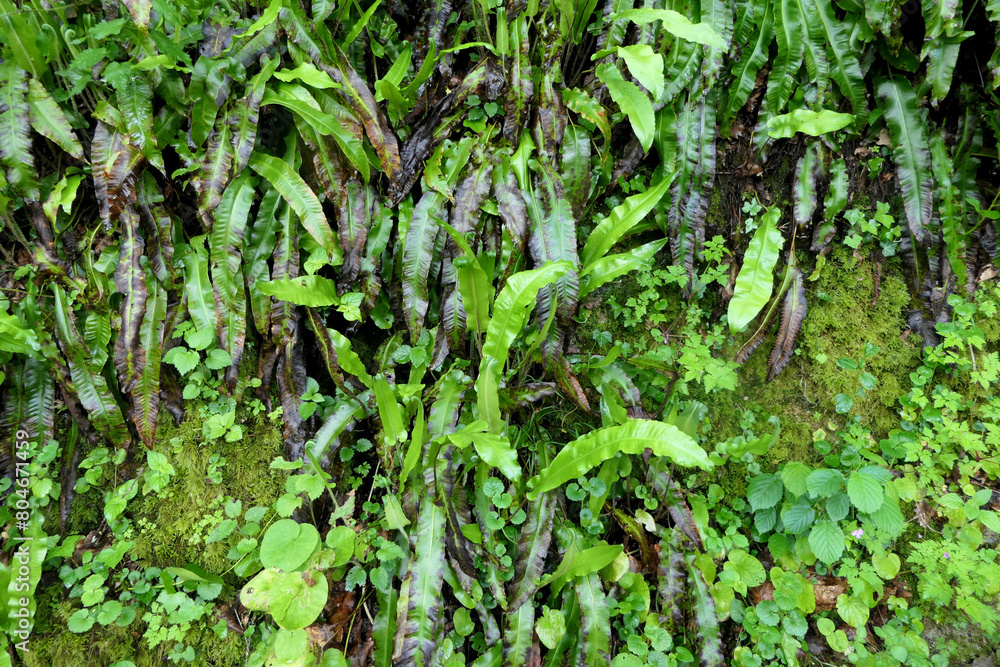 A lush outcrop of Asplenium scolopendrium (Harts Tongue Fern) growing at the bottom of a limestone cliff in the Dordogne, France
