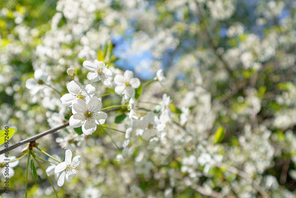 Cherry blossoms in spring. Natural floral background. Cherry blossoms in spring. Natural floral background.