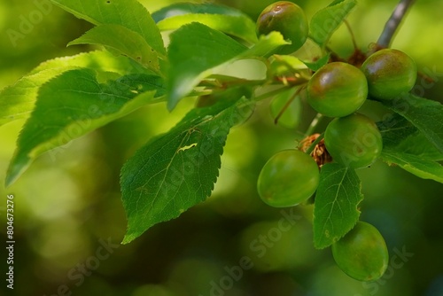 Close-up photography of a cherry plum branch with fruits; Prunus cerasifera photo