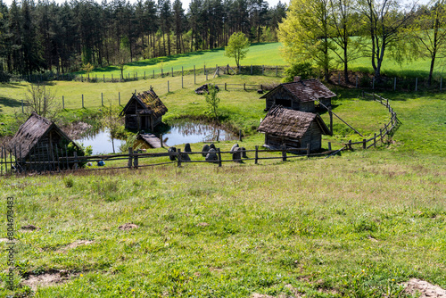 Obraz na płótnie landscape with cows w salonie