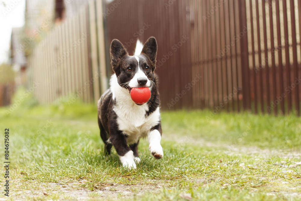Dog. Welsh corgi Pembroke. Cute purebred dog with a toy. Dog walking Dog. Welsh corgi Pembroke. Cute purebred dog with a toy. Dog walking