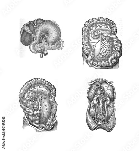 4 Views of the human internal organs