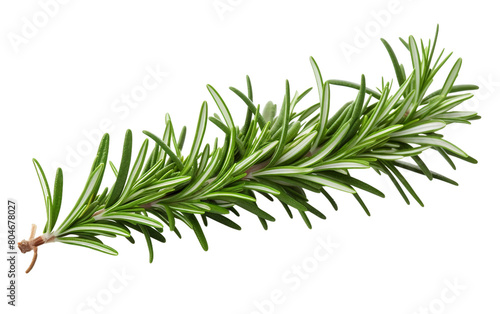 Culinary Rosemary Plant Isolated On Transparent Background PNG.