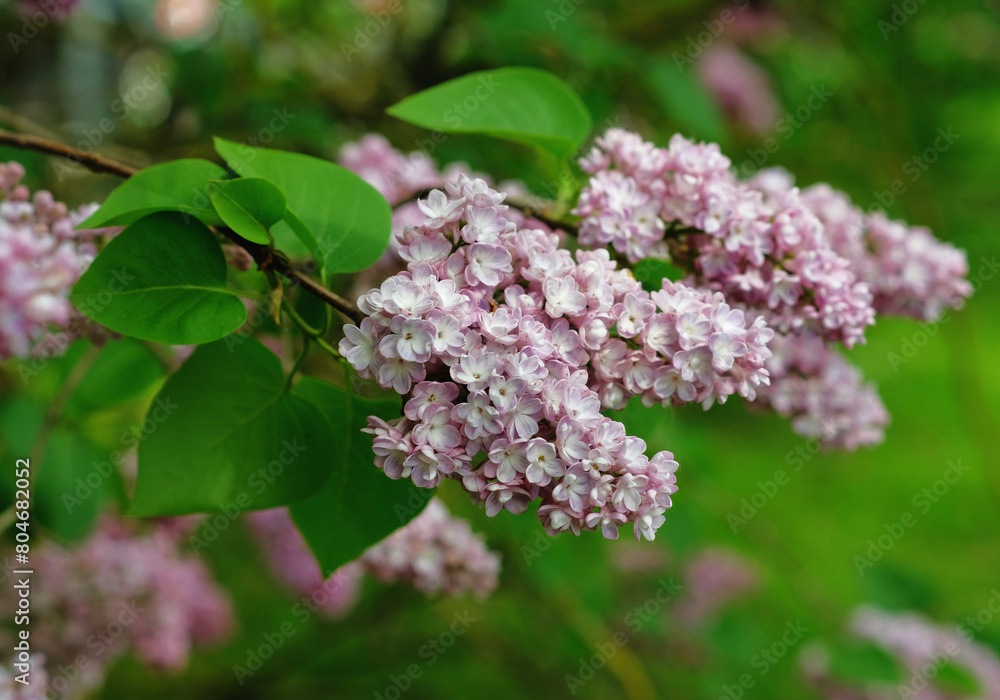 Fototapeta premium The pink terry lilac blooms in spring