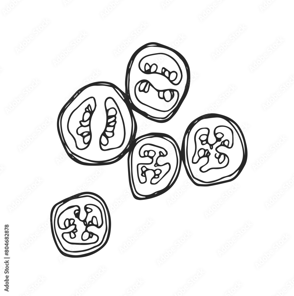 Chili pepper slices hand drawn vector illustration. Chili pepper slices hand drawn vector illustration.