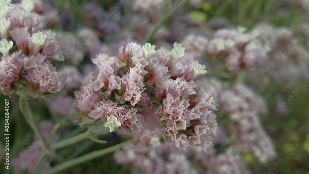 close up of lavender close up of lavender
