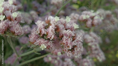 close up of lavender