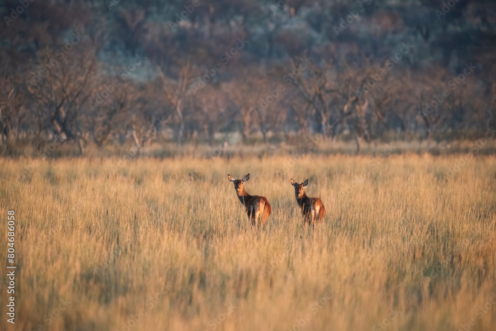Red deer in Calden Forest environment, La Pampa, Argentina, Parque Luro, Nature Reserve Red deer in Calden Forest environment, La Pampa, Argentina, Parque Luro, Nature Reserve