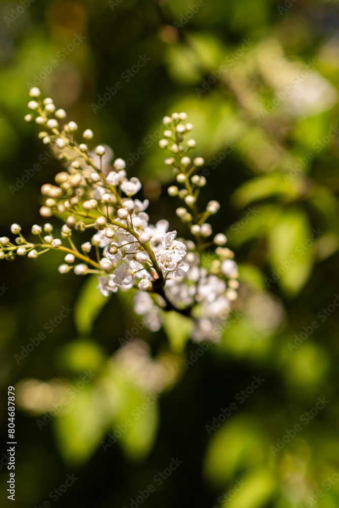 close up of a flower of a tree close up of a flower of a tree