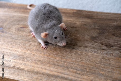 close up portrait of Funny and Cute beautiful gray decorative domestic Fancy rat, Rattus norvegicus domestica, concept care and maintenance, optimal conditions for keeping pets photo